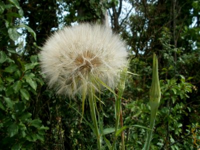 20120624Tragopogon_dubius1