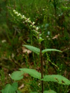 20120624Teucrium_scorodonia1