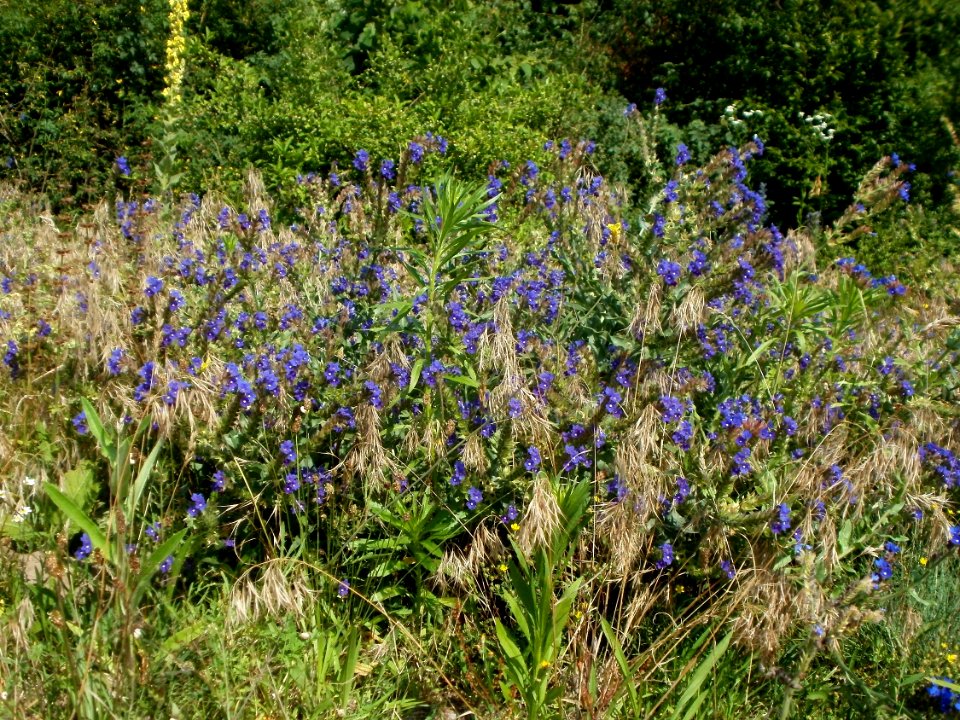 20120626Anchusa_officinalis1