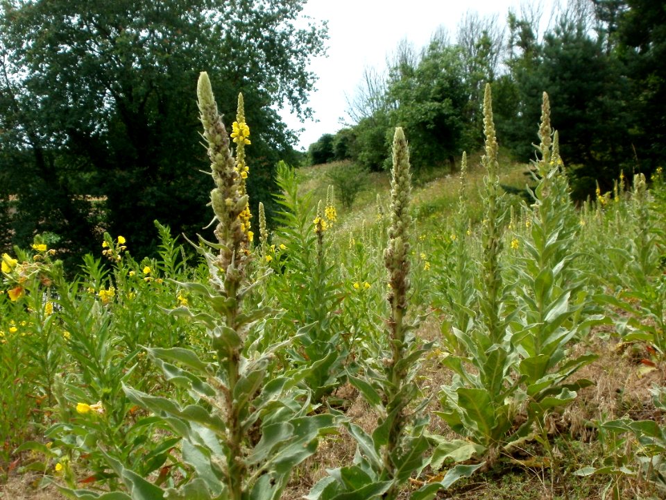 20120624Verbascum_thapsus