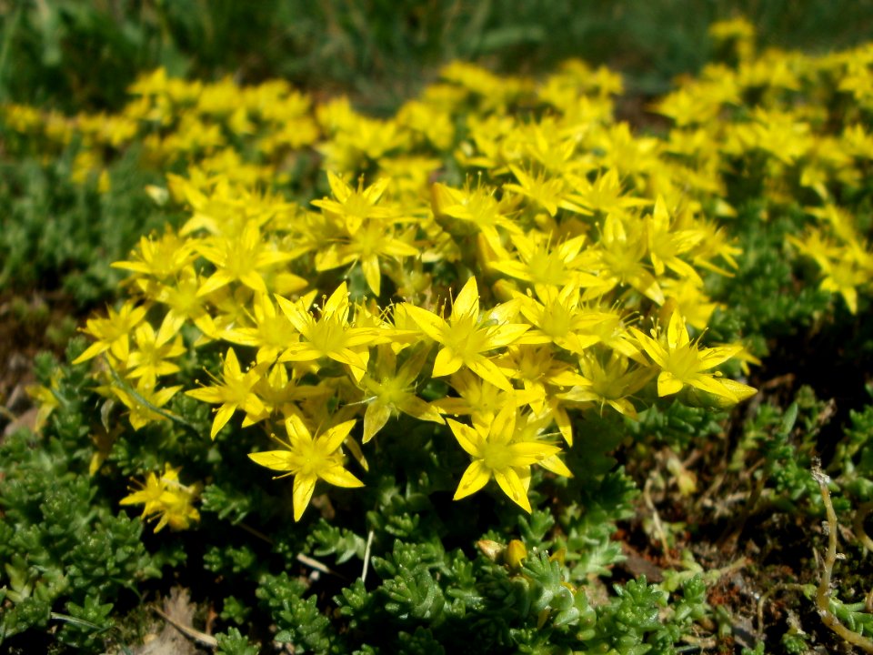 20120609Wiesenblumen_Reilingen2