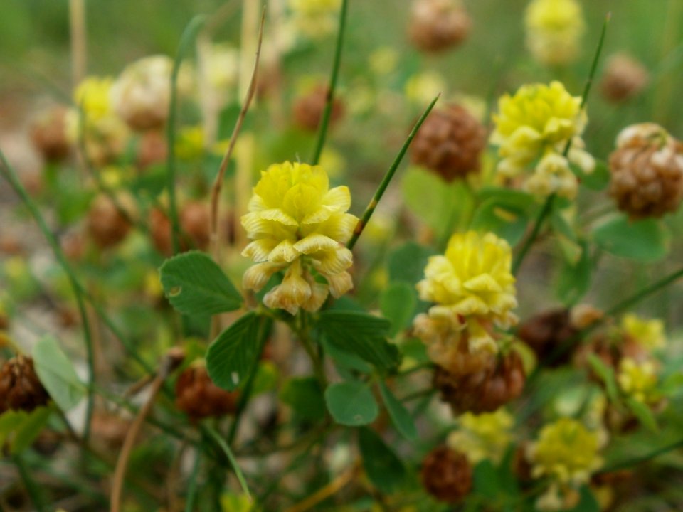 20120624Trifolium_campestre044