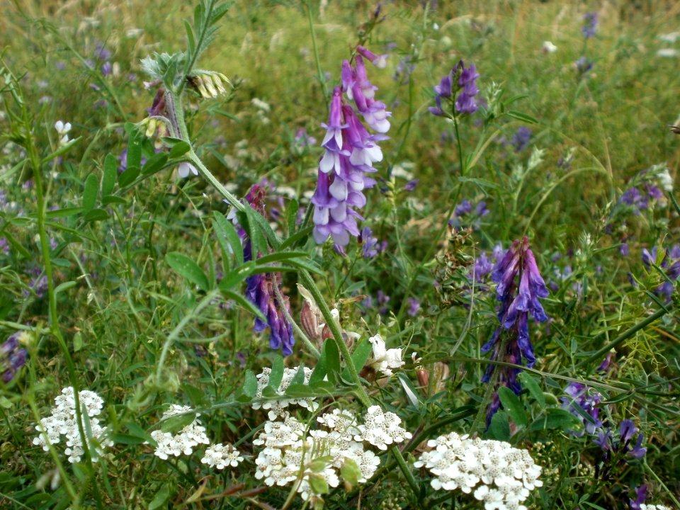 20120625Vicia_villosa2