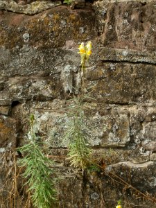20120629Linaria_vulgaris7