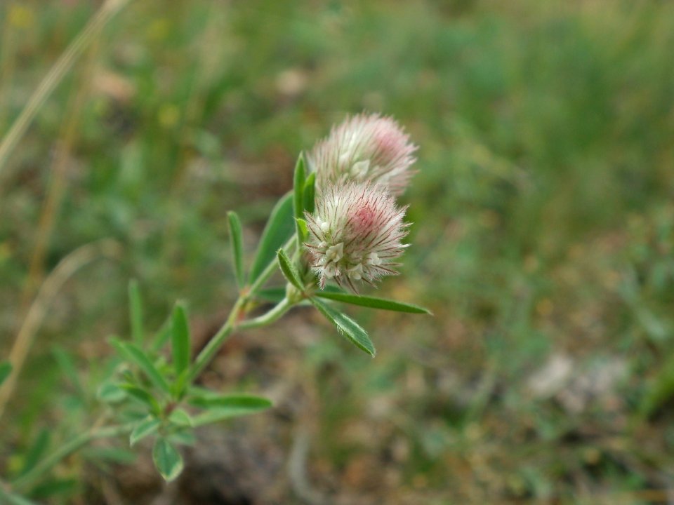20120624Trifolium_arvense046