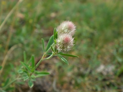 20120624Trifolium_arvense046