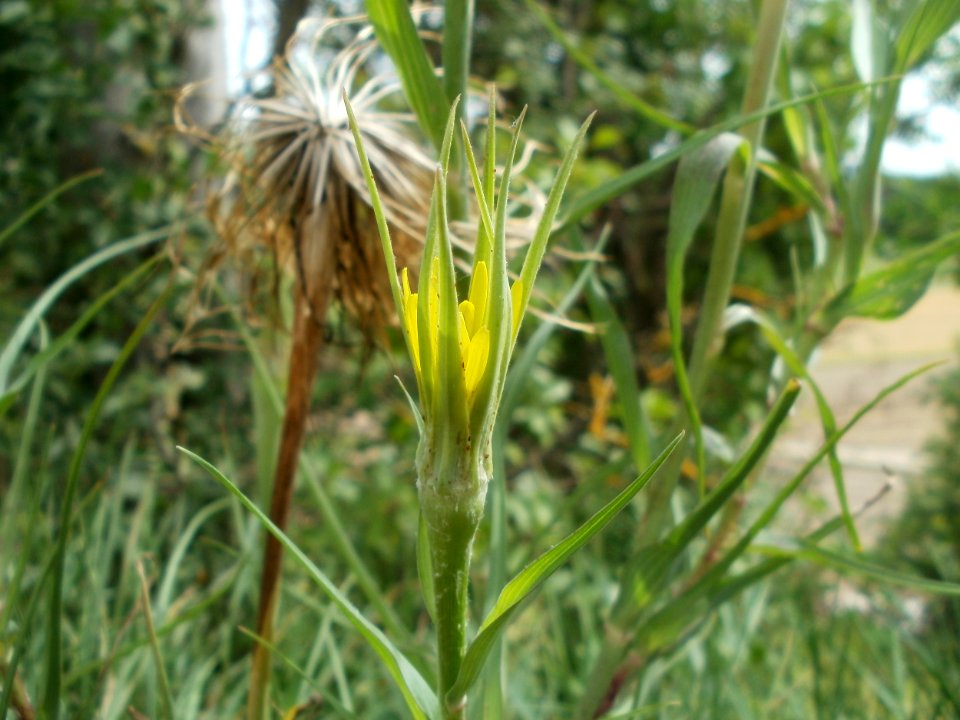 20120624Tragopogon_dubius