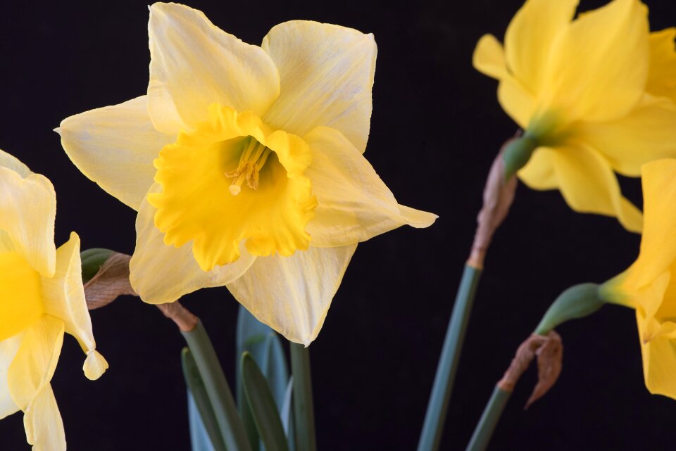Flowers petals pistil