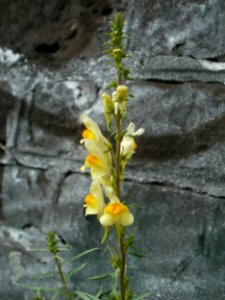 20120629Linaria_vulgaris5