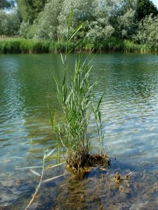 20120609Phragmites_australis1