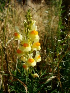 20120629Linaria_vulgaris2