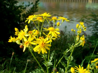 20120629Jacobaea_vulgaris1