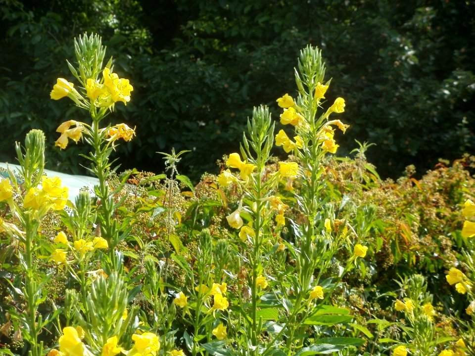 20120629Oenothera_biennis1