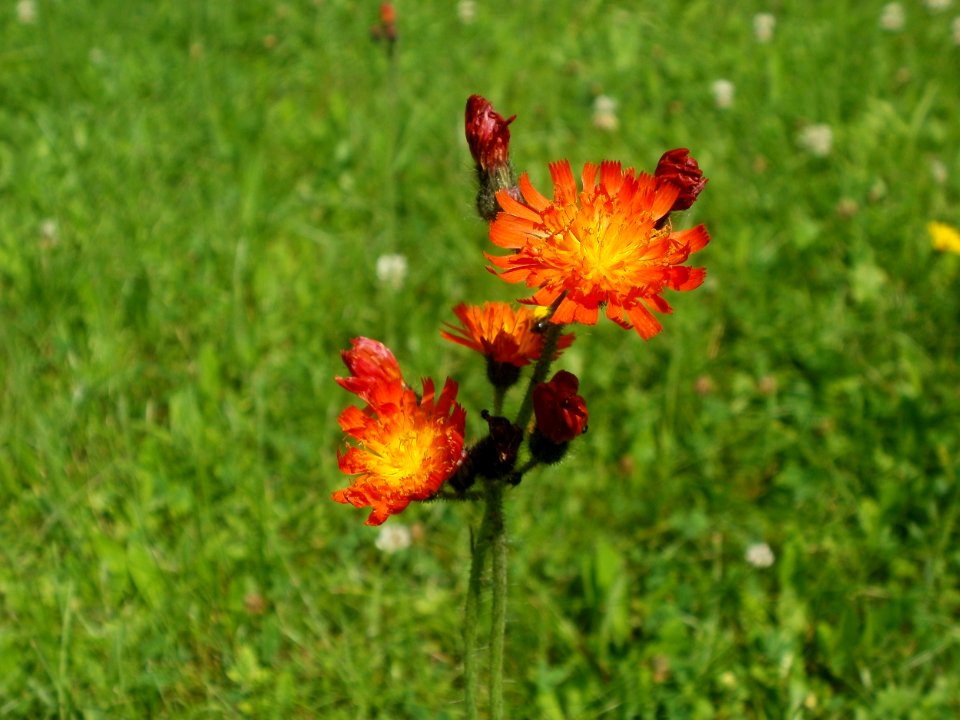 20120629Hieracium_aurantiacum1