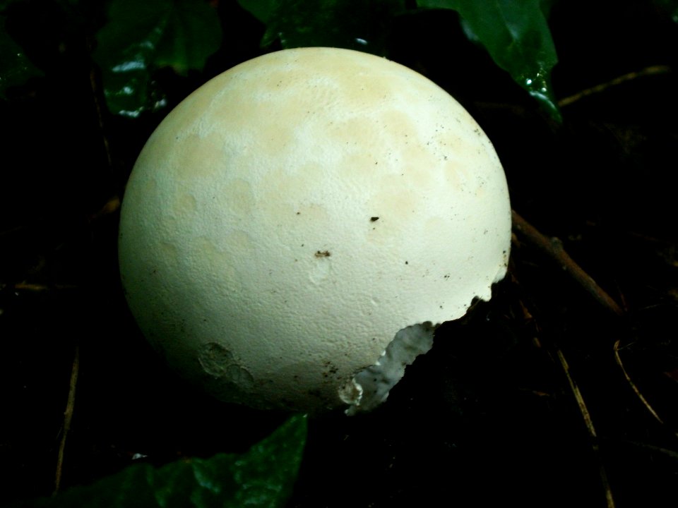 20120629Calvatia_gigantea3