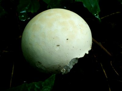 20120629Calvatia_gigantea3