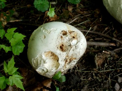 20120629Calvatia_gigantea6