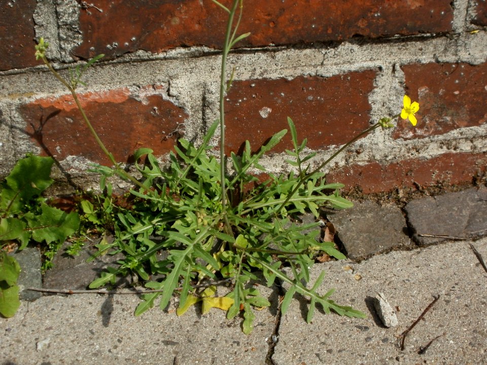 20120629Diplotaxis_tenuifolia2