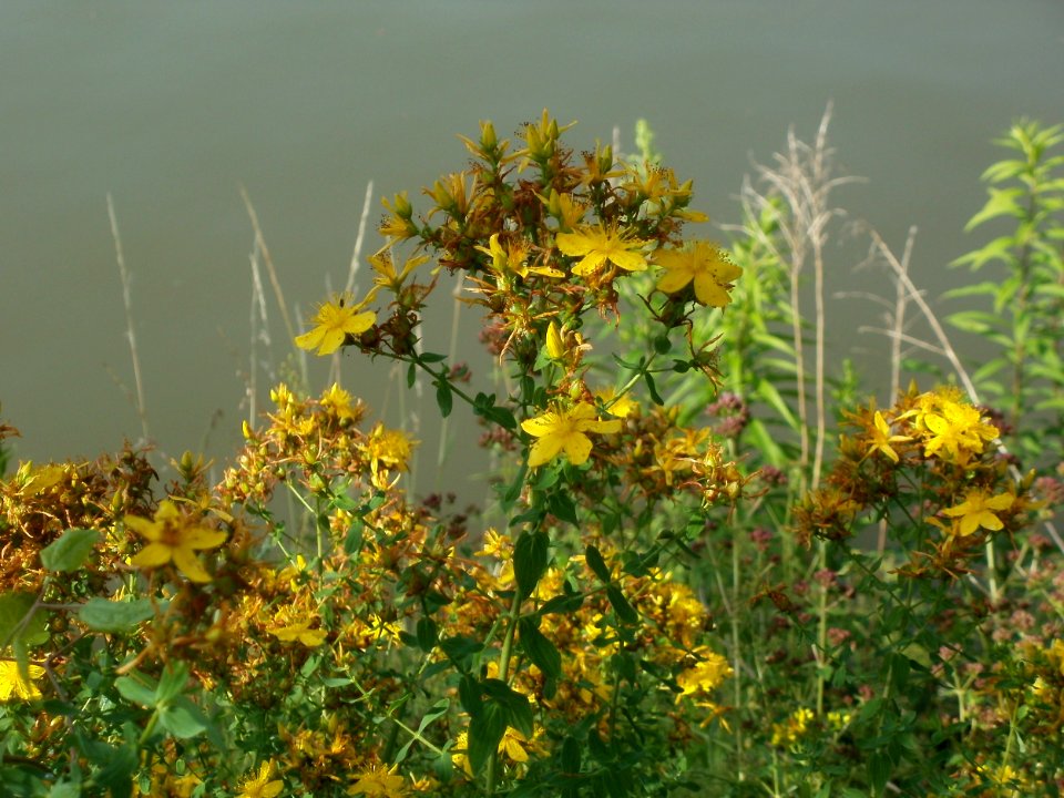 20120629Hypericum_perforatum4