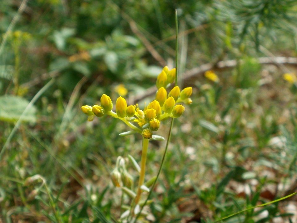 20120624Sedum_rupestre2