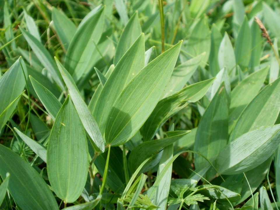 20120624Polygonatum_odoratum2