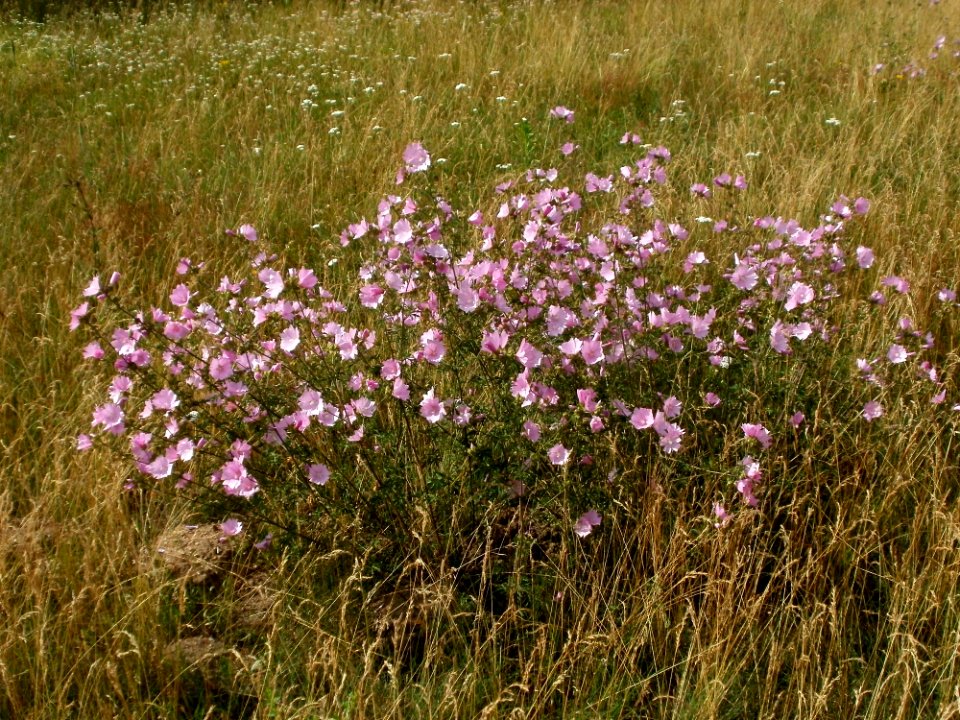 20120626Malva_alcea