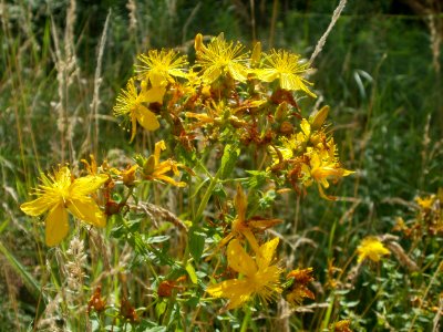 20120629Hypericum_perforatum5