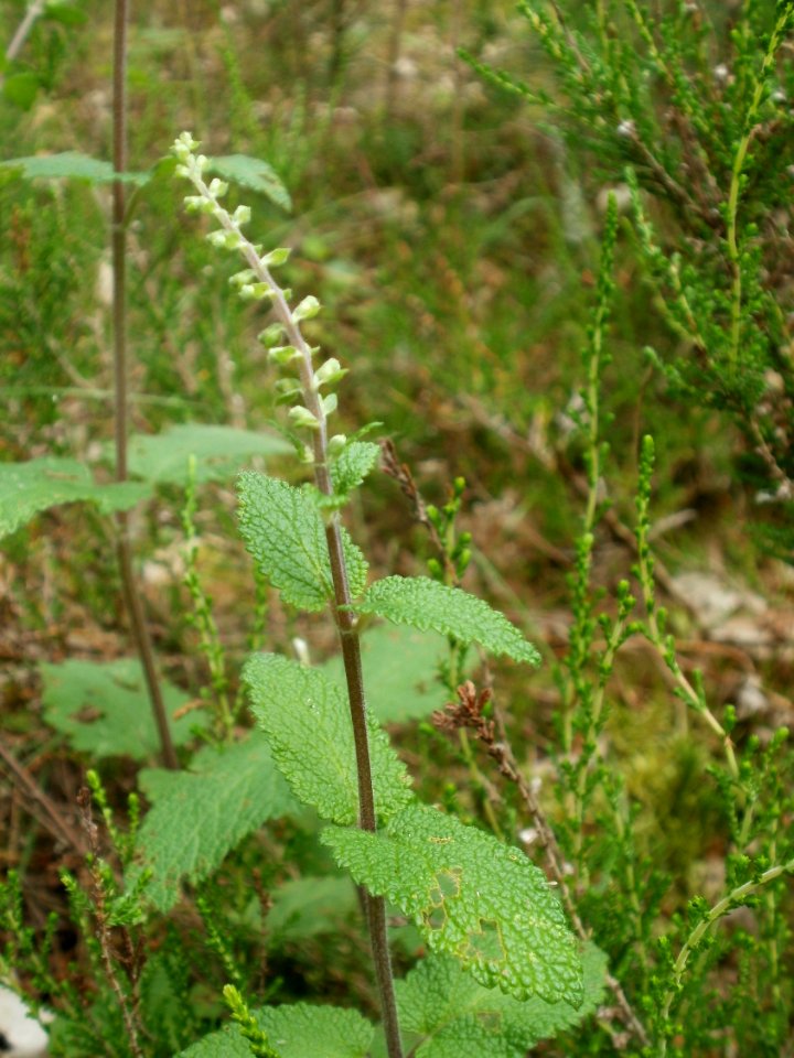 20120624Teucrium_scorodonia2