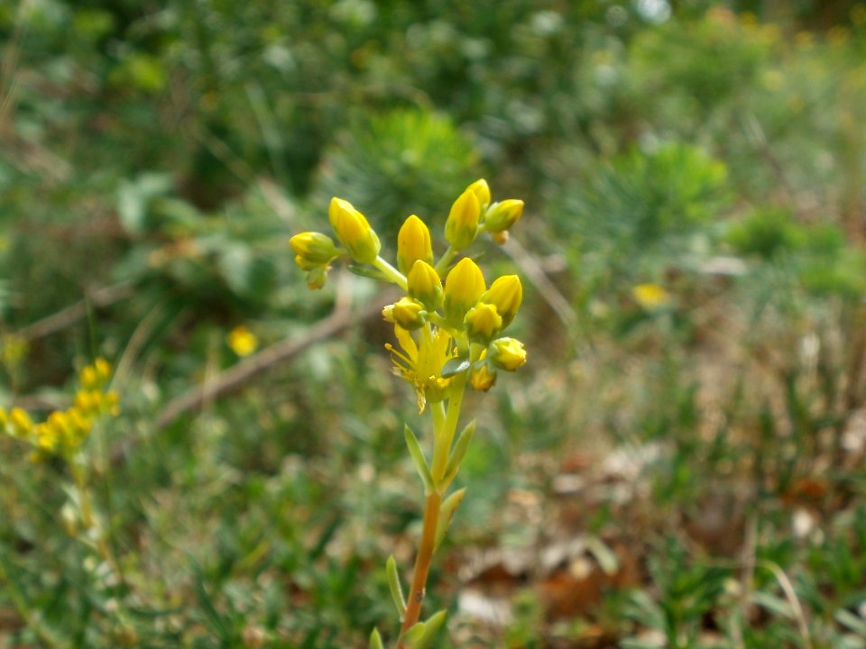 20120624Sedum_rupestre1