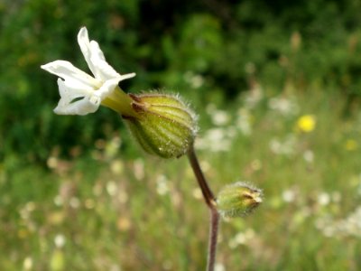 20120626Silene_latifolia2