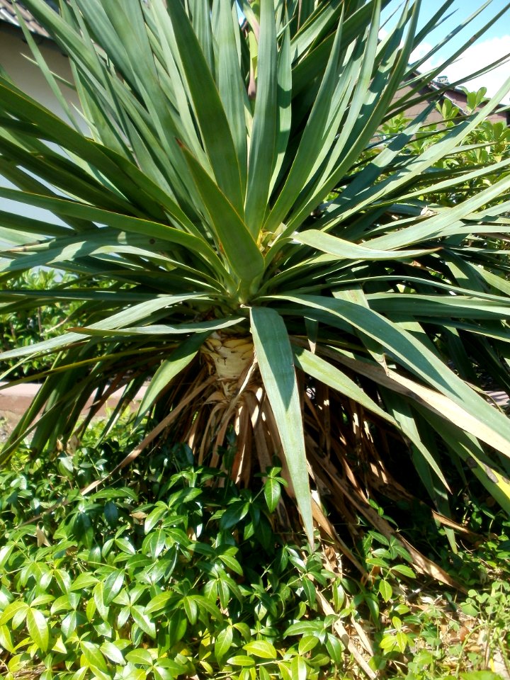 20120626Yucca_gloriosa5