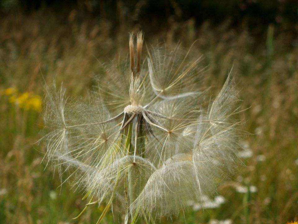 20120626Tragopogon_dubius2