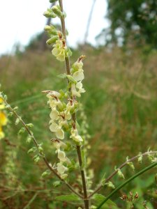 20120624Teucrium_scorodonia3