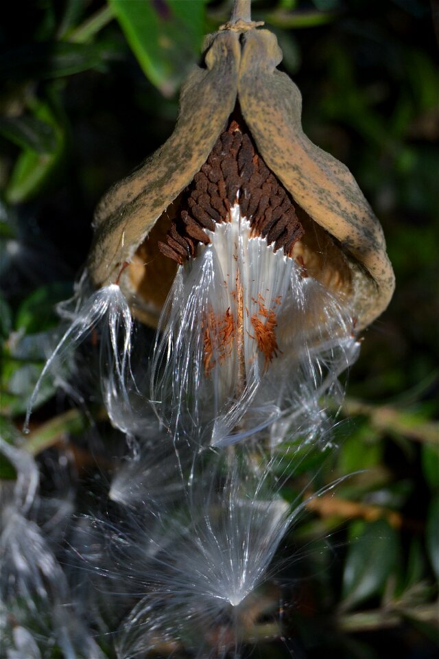 Convolvulus seeds spring