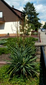 20120626Yucca_gloriosa2