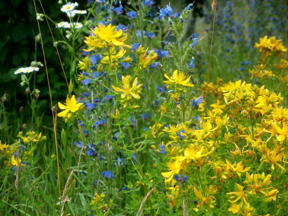 20120626Hypericum_perforatum1
