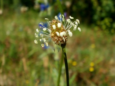 20120626Plantago_lanceolata