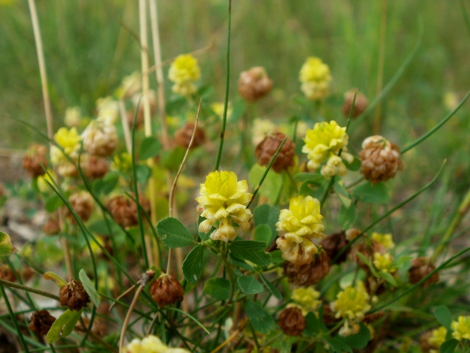 20120624Trifolium_campestre045
