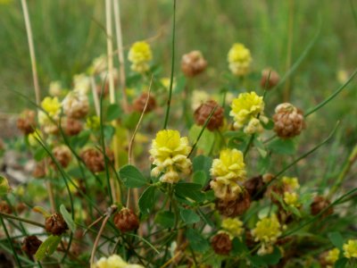 20120624Trifolium_campestre045