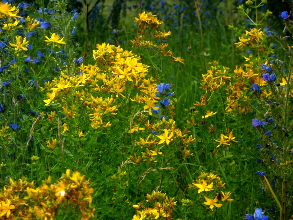 20120626Hypericum_perforatum2
