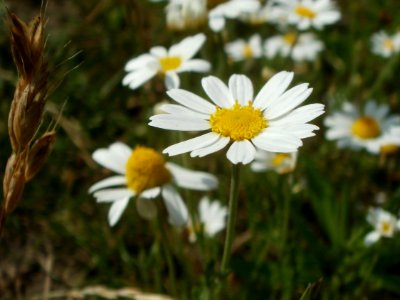 20120626Anthemis_arvensis2