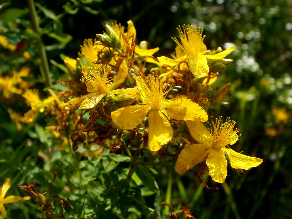 20120626Hypericum_perforatum6