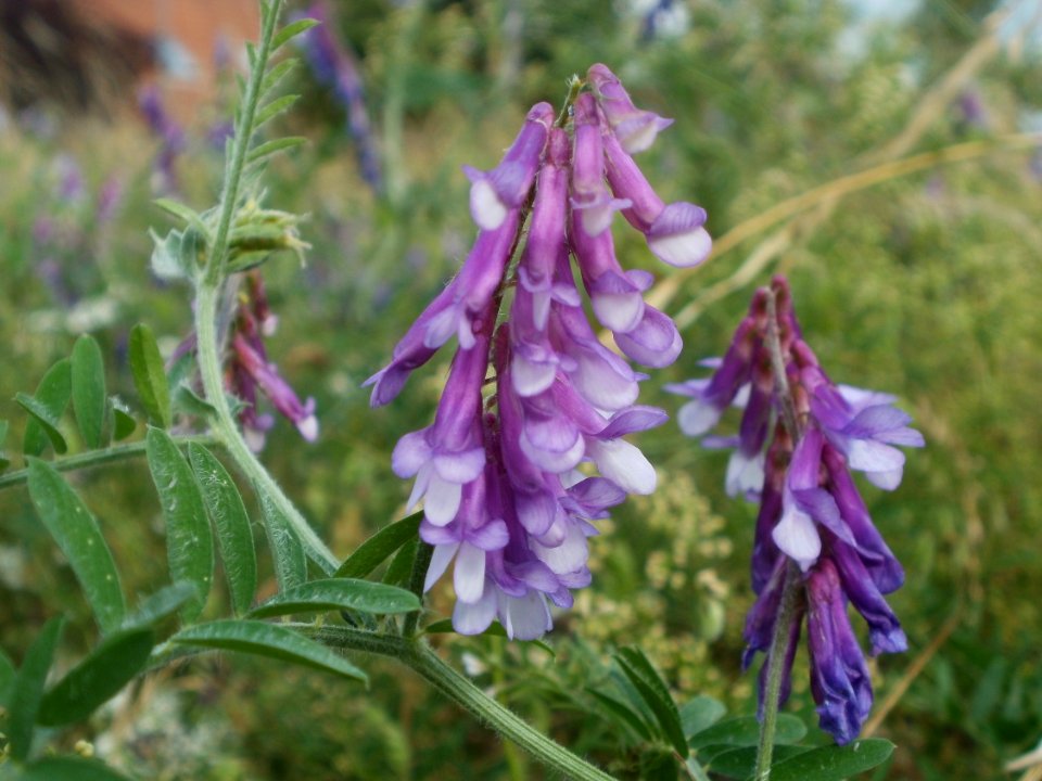 20120625Vicia_villosa1