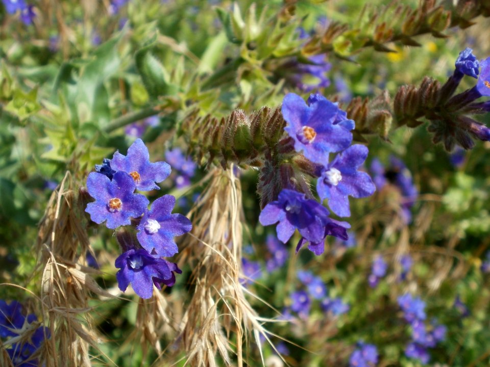 20120626Anchusa_officinalis4