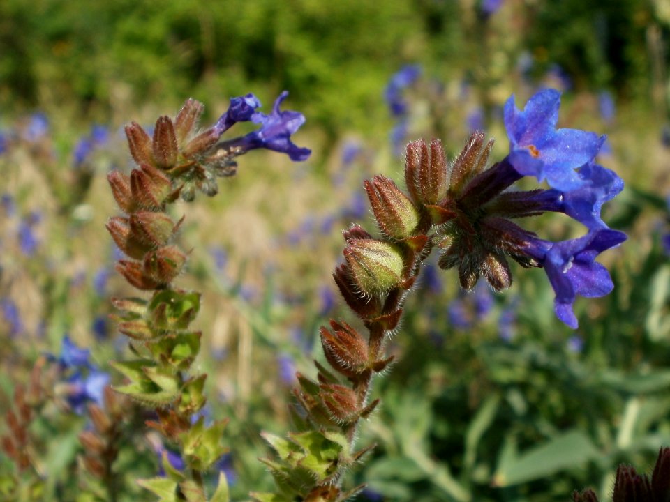 20120626Anchusa_officinalis7