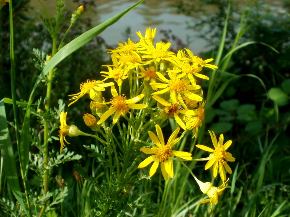 20120629Jacobaea_vulgaris2
