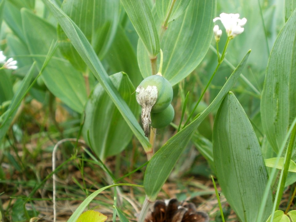 20120624Polygonatum_odoratum3
