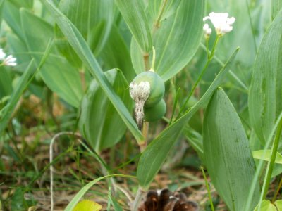 20120624Polygonatum_odoratum3