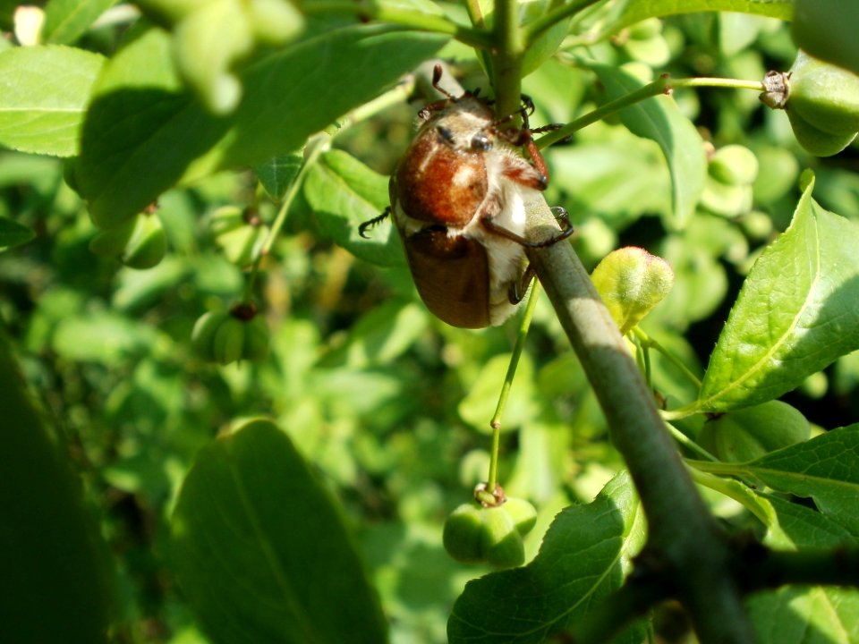 20120626Anoxia_villosa1