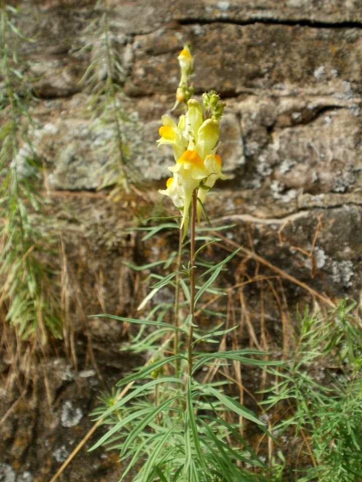 20120629Linaria_vulgaris8
